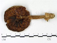 登錄號:F0023121藏品圖，第3張