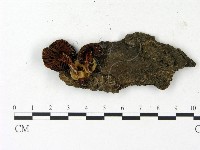 登錄號:F0023122藏品圖，第1張