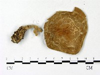 登錄號:F0023123藏品圖，第1張