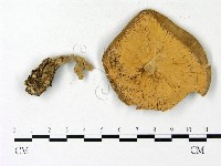 登錄號:F0023123藏品圖，第3張