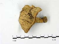 登錄號:F0023124藏品圖，第1張