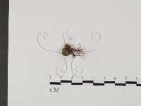 登錄號:F0023126藏品圖，第1張