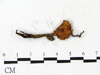 登錄號:F0023128藏品圖，第1張