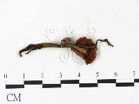 登錄號:F0023128藏品圖，第3張