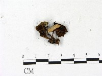 登錄號:F0023132藏品圖，第1張