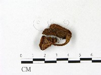 登錄號:F0023133藏品圖，第3張