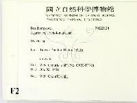 小菇屬藏品圖，第2張