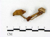 盔孢傘屬藏品圖，第3張