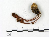 登錄號:F0023138藏品圖，第3張