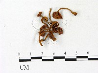 登錄號:F0023140藏品圖，第1張