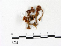 登錄號:F0023140藏品圖，第3張