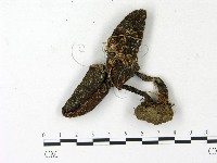 登錄號:F0023142藏品圖，第3張