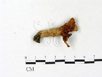 紅菇屬藏品圖，第1張