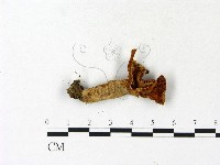 紅菇屬藏品圖，第3張