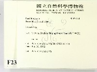 乳菇屬藏品圖，第2張