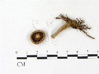 乳菇屬藏品圖，第3張