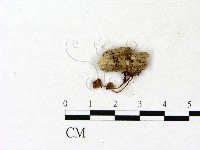 登錄號:F0023146藏品圖，第3張