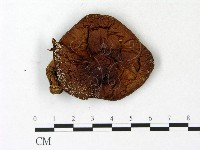 登錄號:F0023147藏品圖，第1張