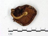 登錄號:F0023147藏品圖，第3張