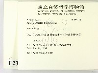 多孔菌屬藏品圖，第2張