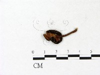 多孔菌屬藏品圖，第3張