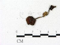 登錄號:F0023151藏品圖，第1張