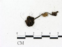 登錄號:F0023151藏品圖，第3張