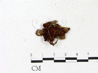 登錄號:F0023152藏品圖，第1張