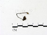 鬼傘屬藏品圖，第1張