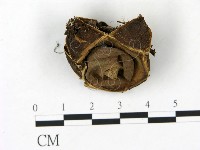 登錄號:F0023157藏品圖，第1張