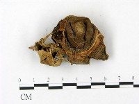 登錄號:F0023158藏品圖，第1張