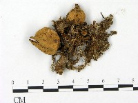 登錄號:F0023159藏品圖，第1張