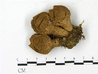 登錄號:F0023160藏品圖，第3張