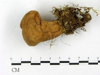 登錄號:F0023162藏品圖，第1張