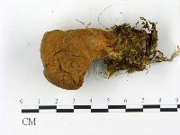 登錄號:F0023162藏品圖，第3張