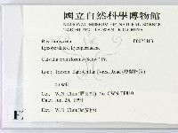 頭狀禿馬勃藏品圖，第2張