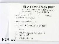 頭狀禿馬勃藏品圖，第2張