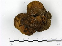 頭狀禿馬勃藏品圖，第3張