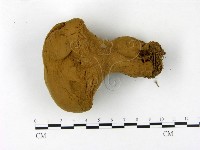 頭狀禿馬勃藏品圖，第1張