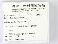 頭狀禿馬勃藏品圖，第2張