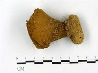頭狀禿馬勃藏品圖，第3張