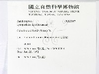 頭狀禿馬勃藏品圖，第2張