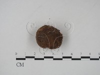 館號:F0023171藏品圖，第1張