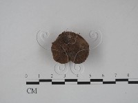 館號:F0023171藏品圖，第3張