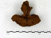 登錄號:F0023172藏品圖，第3張