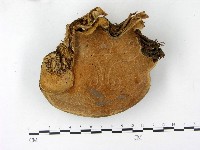 松生擬層孔菌藏品圖，第3張