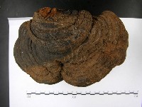 登錄號:F0023181藏品圖，第3張