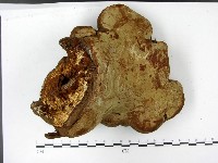 登錄號:F0023182藏品圖，第1張