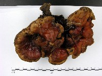 登錄號:F0023183藏品圖，第1張