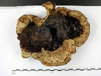 登錄號:F0023183藏品圖，第3張